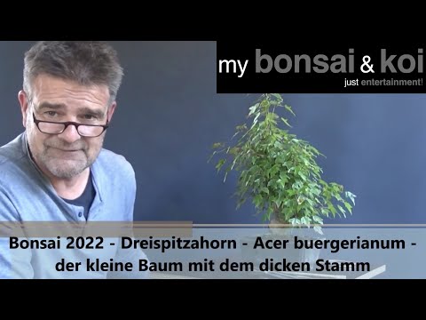 Bonsai 2022-18 - Dreispitzahorn - Acer buergerianum - der kleine Baum mit dem dicken Stamm