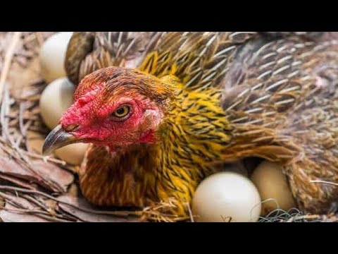 Breeding tip- తొక్కుడు పట్టిన పెట్ట ను ఇలా కనిపెట్టాలి . Finding a cycling hen .# Aseel Breeding  .