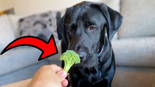 My Labrador Reviews Different Types of Food!!
