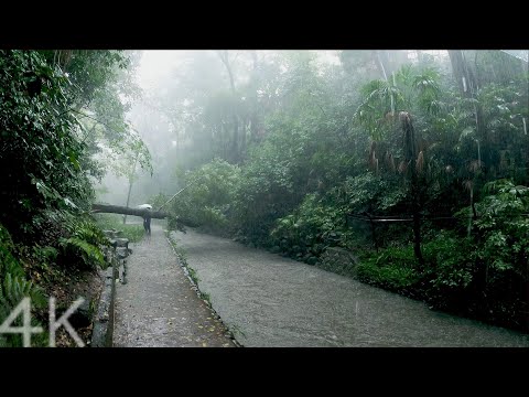 【4K】 Walking in the Todoroki Valley in the rain | Tokyo, Japan