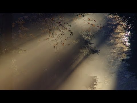The Forest and the Trees -  Kevin MacLeod - 1 HOUR [Extended]