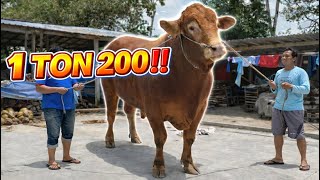 Download lagu 1 TON 200‼️SAPI LIMOUSIN MONSTER RAKSASA BLITAR  mp3