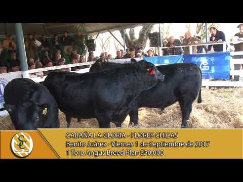 1-09-17 Venta de Toros Angus PC y Breed Plan. - La Gloria - Flores Chicas - B. Juarez