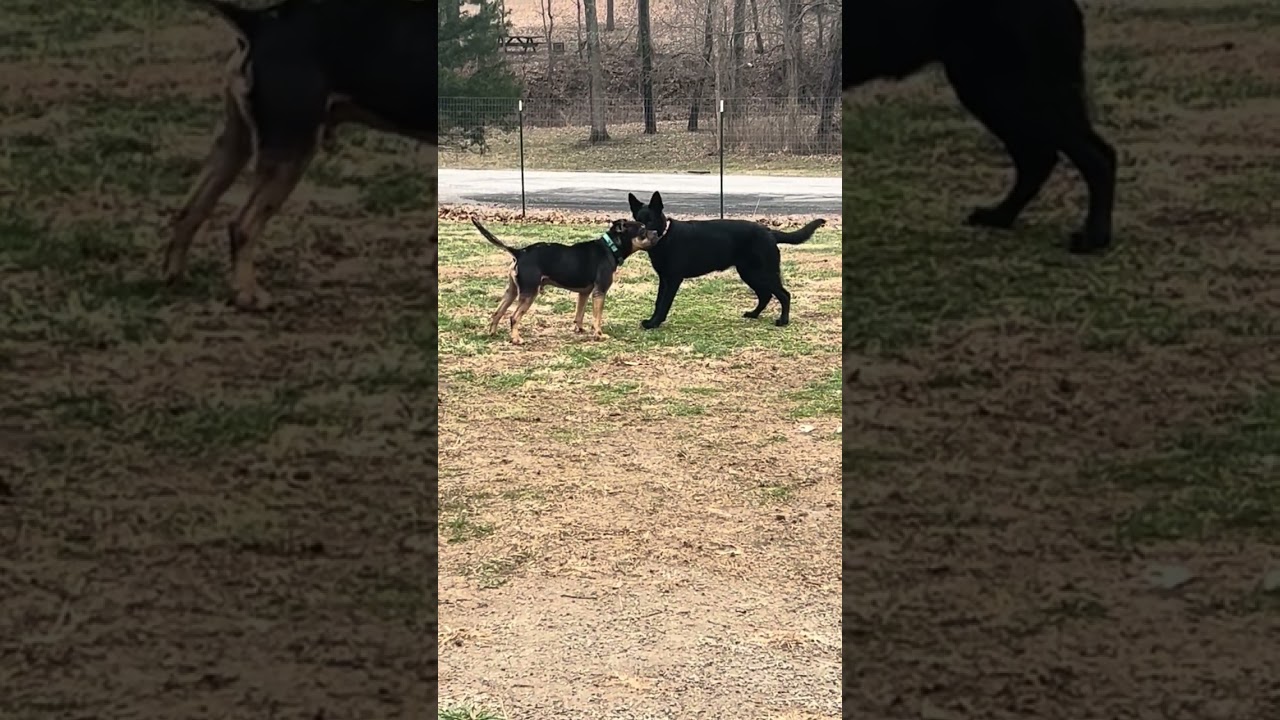 Enlarge Alexander, a Adoptable Terrier in Kansas City, MO video 6/6