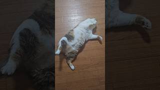 Chunky Baby cat 9 #shots #cat