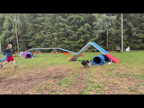 Furia  8 y.o, Freex agility camp July 2022
