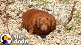 Massively Overfed Dachshund Gets A Second Chance At Life | The Dodo