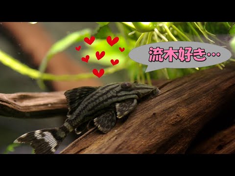 パニャケ ニグロリネアトゥス