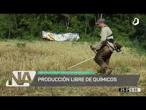 #NuestroAgro: Misiones produce trigo agroecológico