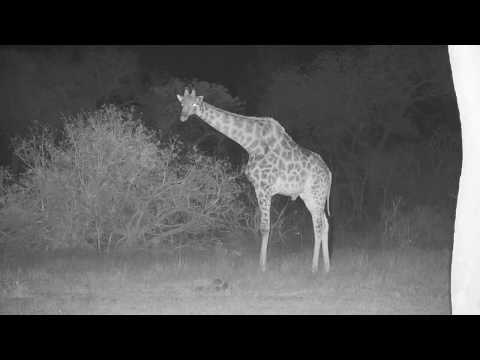 Djuma: Lone Giraffe - 21:24 - 10/27/19