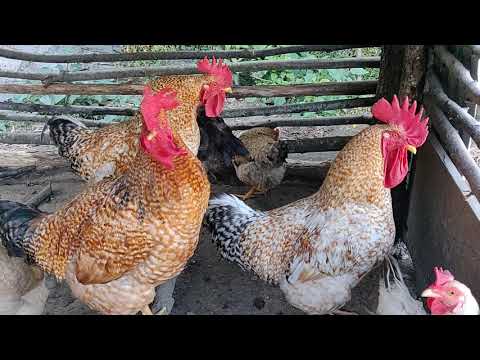 Rooster crowing compilation - Rooster crowing sounds effect 2020