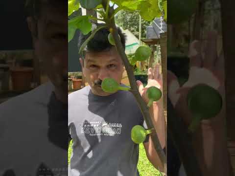 Egyptian fig Available in Miracle farm House mob: 9048505848