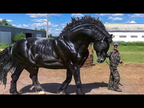 , title : 'Most Powerful Horse Breed in the world'