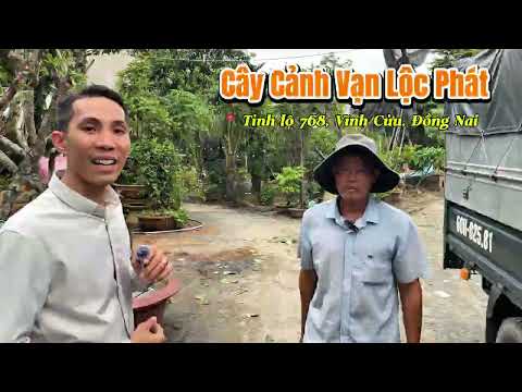 Cây Cảnh Vạn Lộc Phát - 0915769239