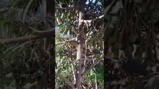 Download lagu durian Montong... testimoni pupuk organik ECOFARMING pada durian..#Ecofarming #durian #ecoracing mp3