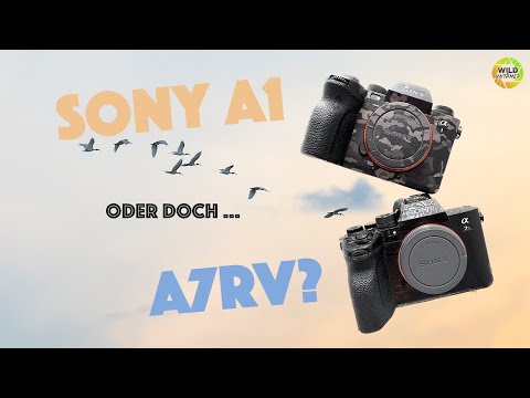Was denn nun? Sony A1 oder doch A7RV für die Wildlifefotografie?