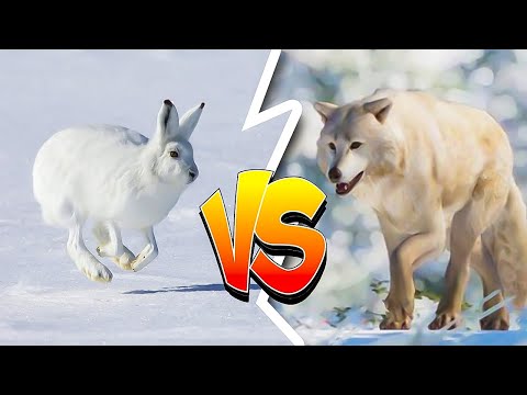 Arctic wolf chasing driving hares | Incredible Facts