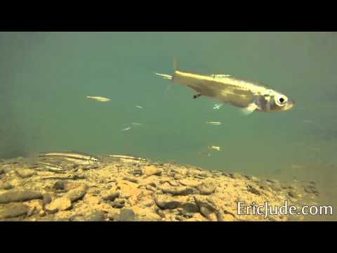 GoPro Underwater Minnow Adventure!