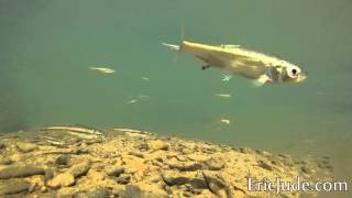 GoPro Underwater Minnow Adventure!