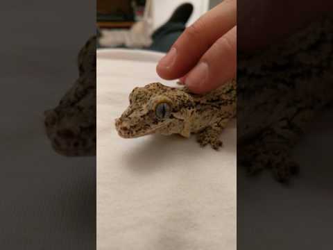 Gecko having strokes