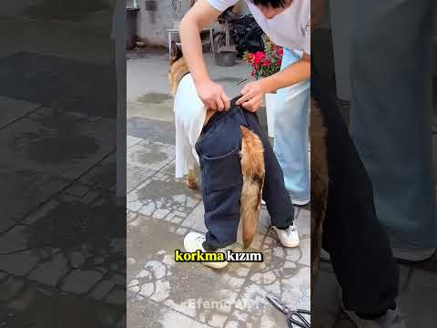 Tarçının Favori Pantolonu 😭