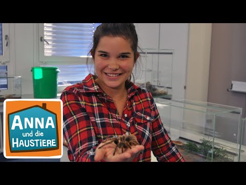 Vogelspinne | Information für Kinder | Anna und die Haustiere