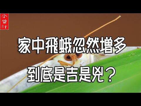 家中出現飛蛾