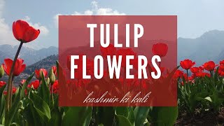 Tulip Garden @ Srinagar | Spring in Kashmir