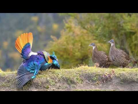 Birds of China – 20 Most Beautiful Species You Won’t Believe Exist!