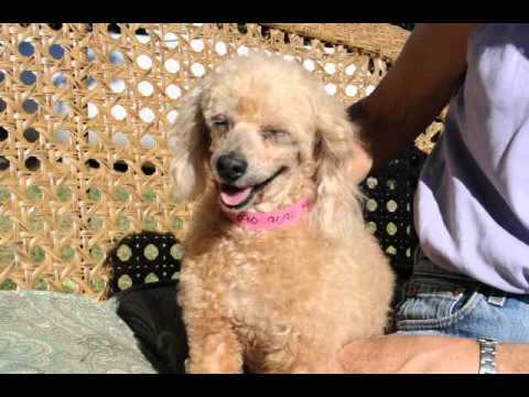 Maude, an adopted Poodle in Houston, TX_image-1