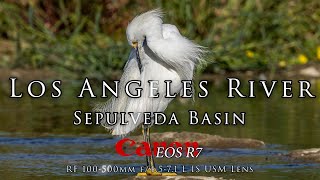 River birds and dragonflies at the Los Angeles river with my current favorite wildlife set up!