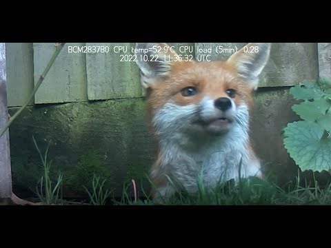 Daytime Fox 20221022