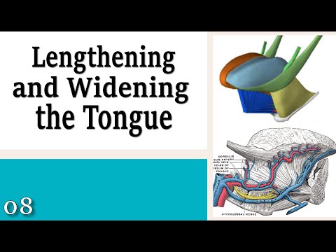 08 Lengthening and Widening the Tongue - Learning to Control Your Neck and Head