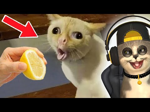 OVO SU NAJGLUPLJE MAČKE NA SVETU!!!