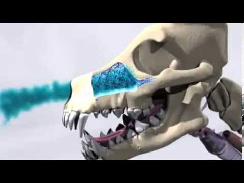 Pet4you.gr: Dogs Brittany