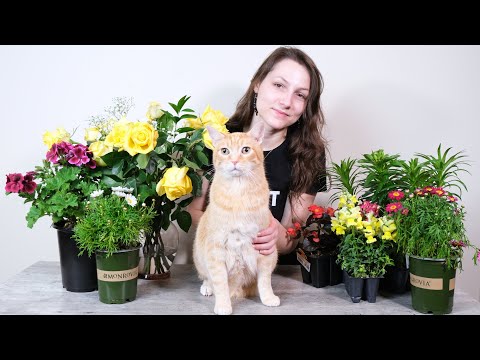 YouTube video about: Are flocked trees safe for cats?