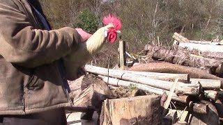 What’s The Best Way To Kill A Chicken Quickly And Humanely?