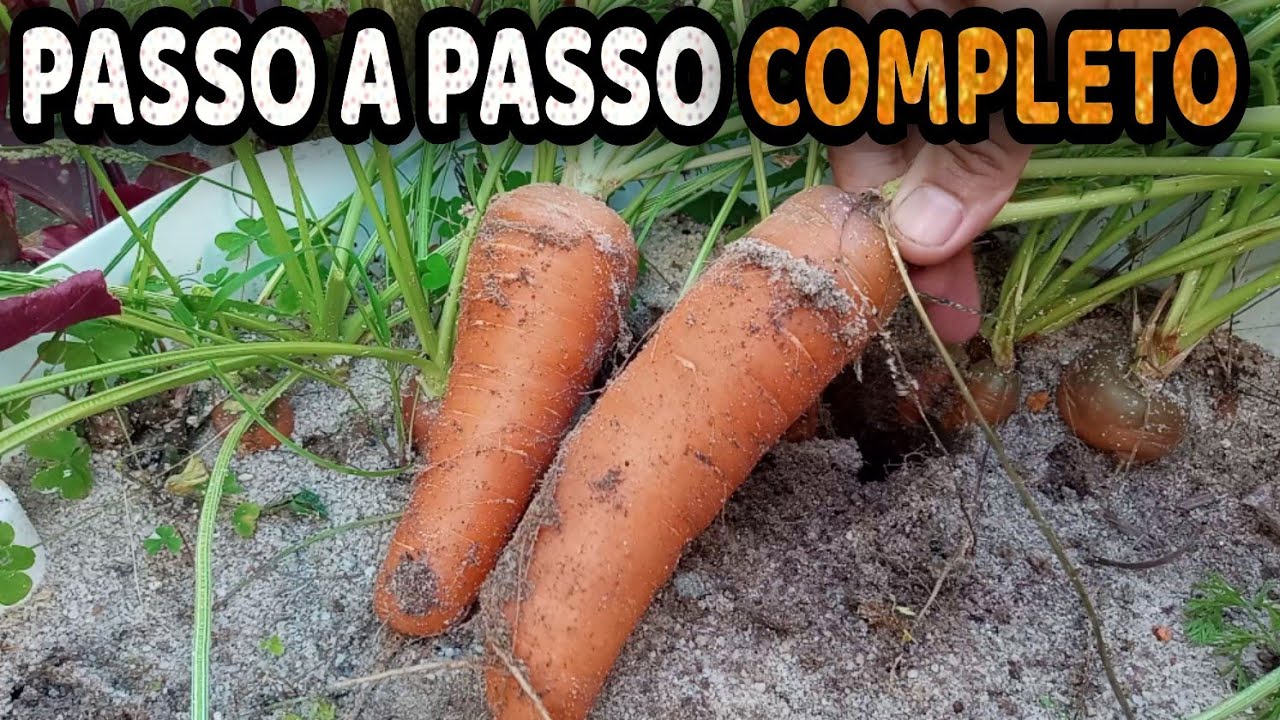 Como Plantar Cenoura em Vaso + Dicas de Cultivo