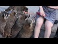 Surprise Raccoon Attack Group Of Raccoons Steal From Girl During Photo Shoot