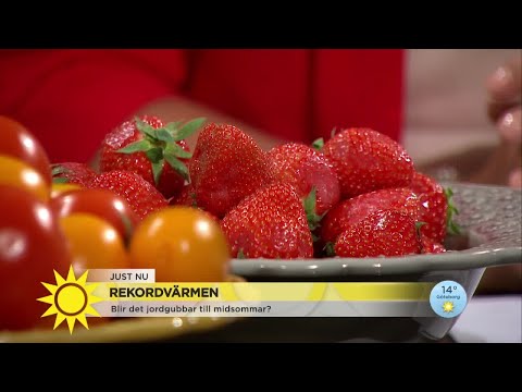 Då kan vi frossa i jordgubbar och färskpotatis – explosiv tillväxt i rekordvärmen - Nyhetsmorgon (TV
