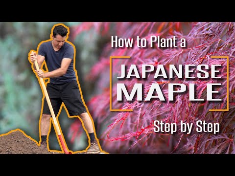 How to Plant a Japanese Maple Correctly | Step by Step for Beginners.
