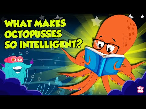 Most Intelligent Animal | What Makes Octopuses so Intelligent? | Do Octopuses Share DNA with Humans?
