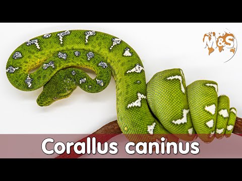 Grüner Hundskopfschlinger | Corallus caninus