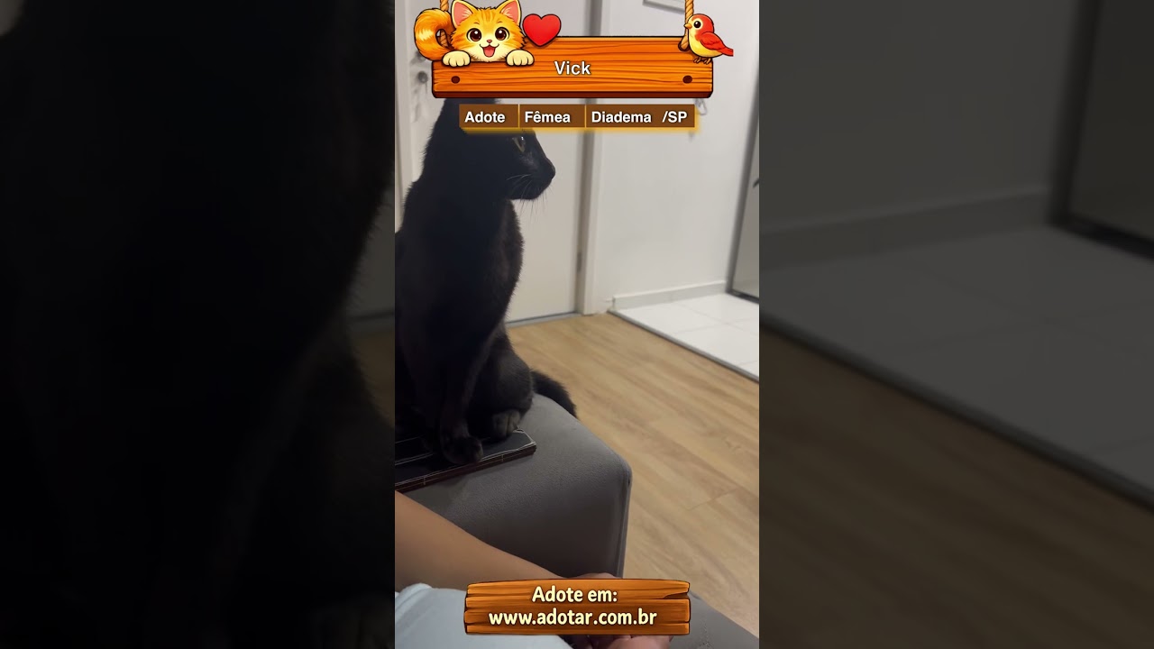 Gato raça SRD-ViraLata idade 3 anos nome Vick 