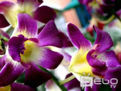 Melenau Lino - Losemalei