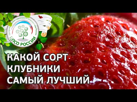 Какой сорт клубники самый лучший. Какие сорта клубники сажать на участке.