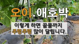 오이.애호박 이렇게 하면 끝물까지 주렁주렁 많이 달립니다. #주말농장 #오이가꾸기 #애호박 가꾸기.