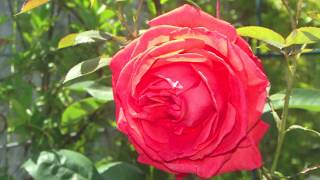 Bist du bei mir "J. S. Bach"