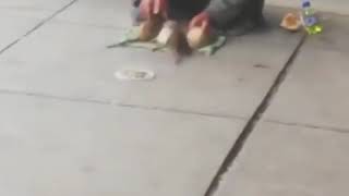 Rats perform for crackhead