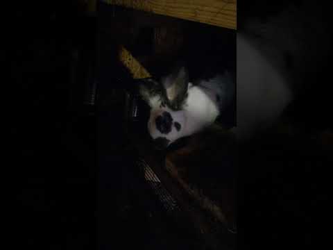 Наши крольчихи с потомством.